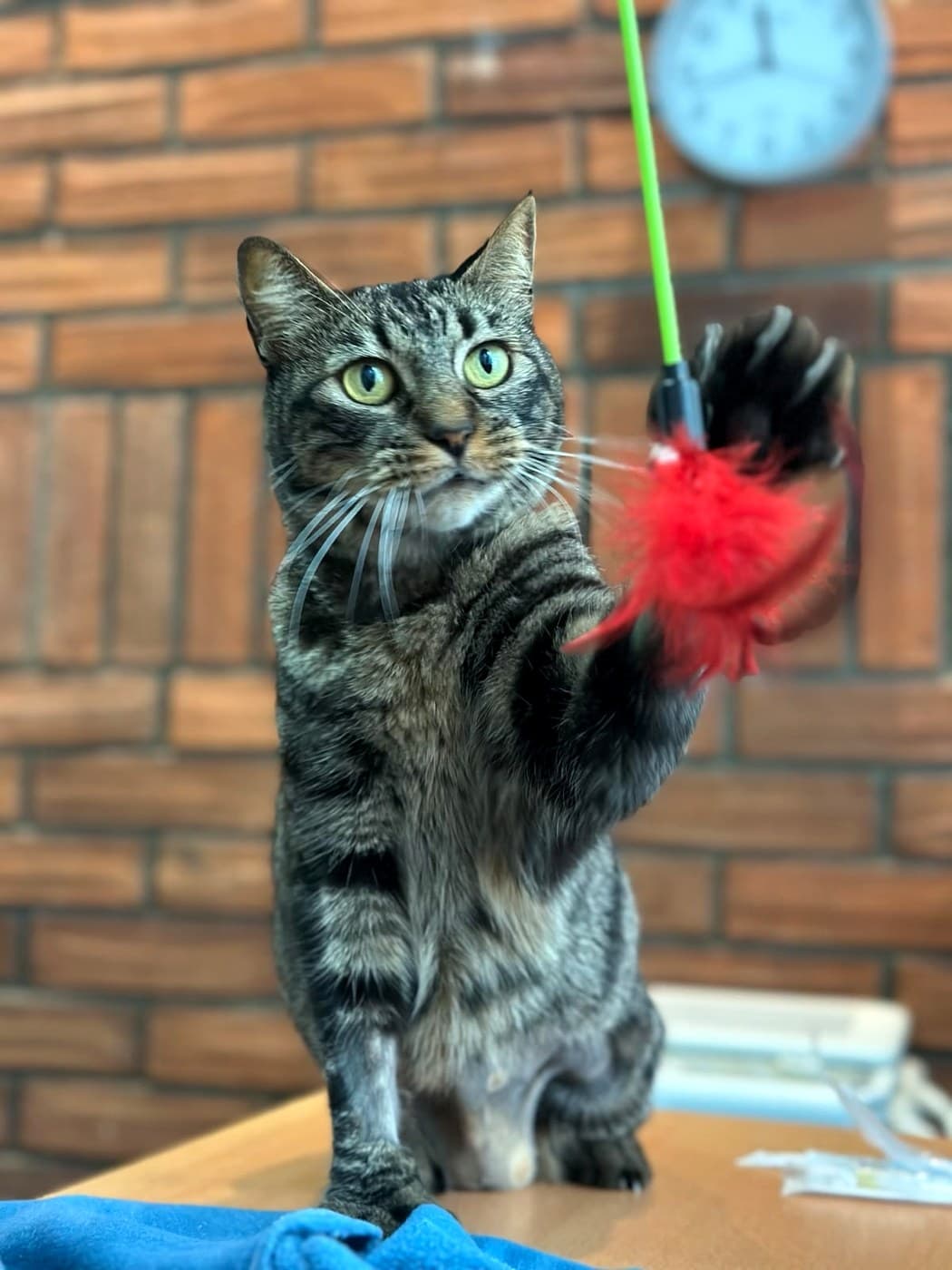 Paciente felino de Cats & Care