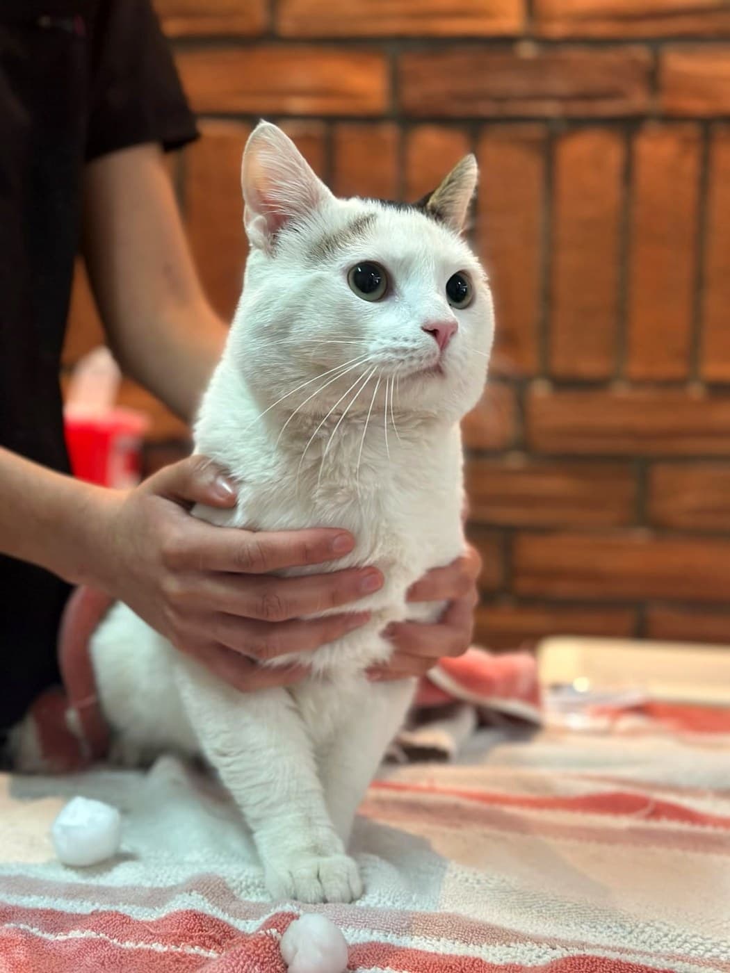 Paciente felino de Cats & Care