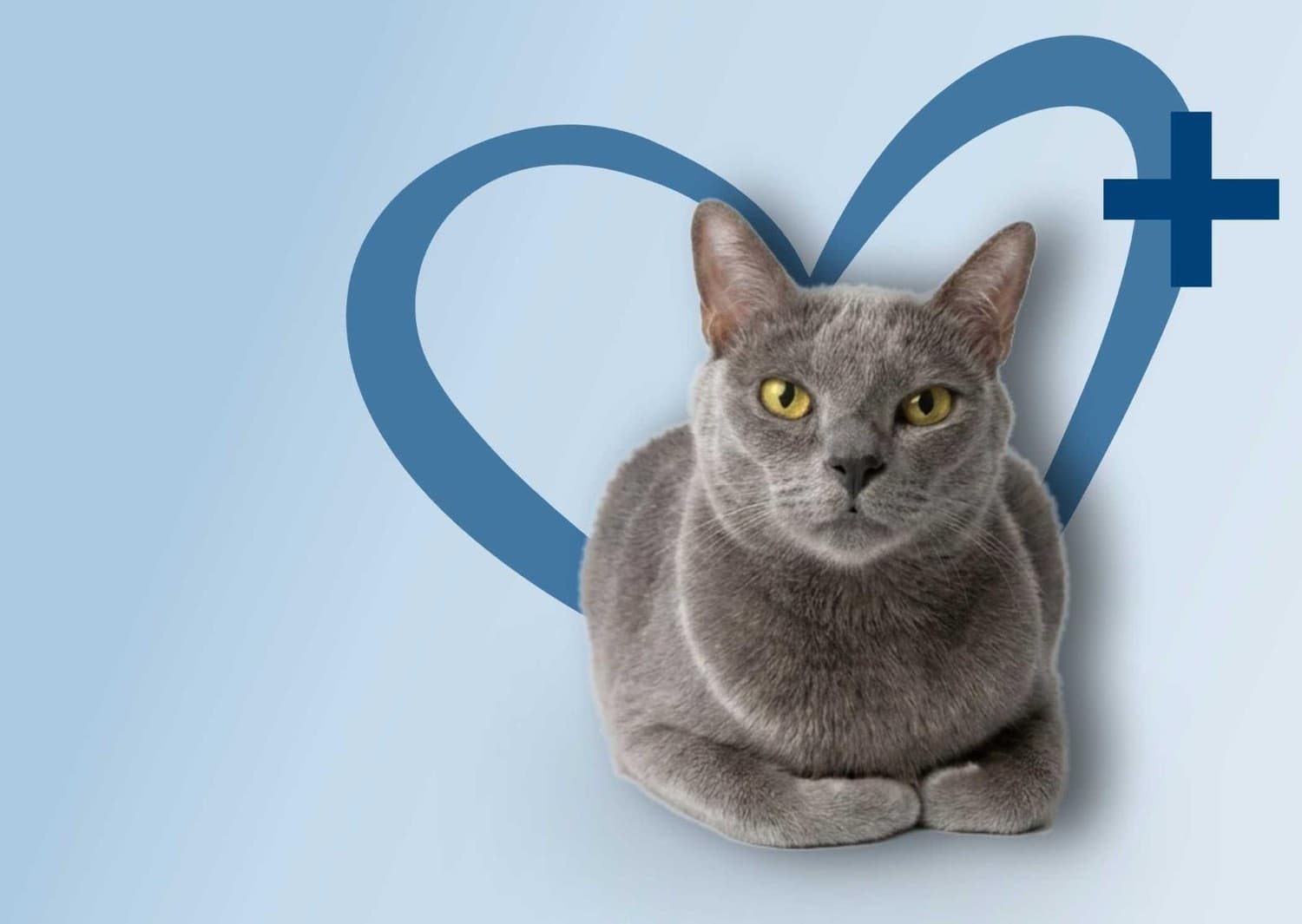 Gato gris atendido en Cats & Care Hospital Veterinario