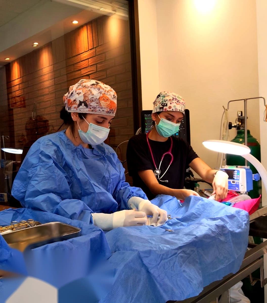 Las doctoras de Cats & Care en cirugía